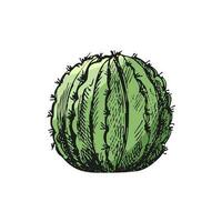 Hand drawn colored vector sketch of a cactus. Isolated element for design. Vintage illustration. Element for the design of labels, packaging and postcards. Monochrome drawing.