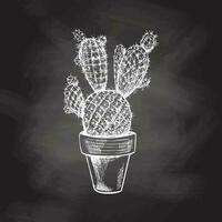 Hand drawn vector sketch of a cactus in a pot. White element isolated on chalkboard background. Vintage illustration. Element for the design of labels, packaging and postcards.