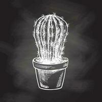 Hand drawn vector sketch of a cactus in a pot. White element isolated on chalkboard background. Vintage illustration. Element for the design of labels, packaging and postcards.