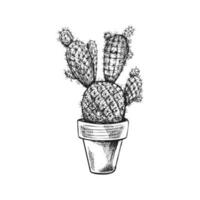 Hand drawn vector sketch of a cactus  in a pot. Isolated element for design. Vintage illustration. Element for the design of labels, packaging and postcards. Monochrome drawing.