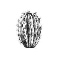 Hand drawn vector sketch of a cactus. Isolated element for design. Vintage illustration. Element for the design of labels, packaging and postcards. Monochrome drawing.