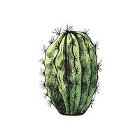 Hand drawn colored vector sketch of a cactus. Isolated element for design. Vintage illustration. Element for the design of labels, packaging and postcards. Monochrome drawing.