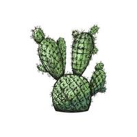 Hand drawn colored vector sketch of a cactus. Isolated element for design. Vintage illustration. Element for the design of labels, packaging and postcards. Monochrome drawing.