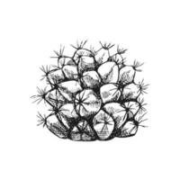 mano dibujado vector bosquejo de un cactus. aislado elemento para diseño. Clásico ilustración. elemento para el diseño de etiquetas, embalaje y postales monocromo dibujo.