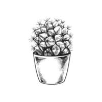 Hand drawn vector sketch of a cactus  in a pot. Isolated element for design. Vintage illustration. Element for the design of labels, packaging and postcards. Monochrome drawing.