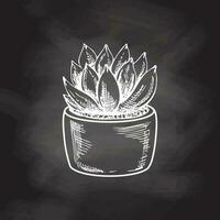 Hand drawn vector sketch of a succulent in a pot. White element isolated on chalkboard background. Vintage illustration. Element for the design of labels, packaging and postcards.