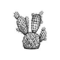 Hand drawn vector sketch of a cactus. Isolated element for design. Vintage illustration. Element for the design of labels, packaging and postcards. Monochrome drawing.