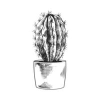 Hand drawn vector sketch of a cactus  in a pot. Isolated element for design. Vintage illustration. Element for the design of labels, packaging and postcards. Monochrome drawing.