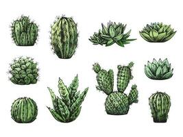 Vector set of hand drawn sketch of green cacti  and succulent plants. Isolated elements for design. Vintage illustration.  Elements for the design of labels, packaging and postcards.