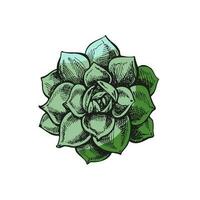 Hand drawn colored vector sketch of a succulent. White element isolated on chalkboard background. Vintage illustration. Element for the design of labels, packaging and postcards.