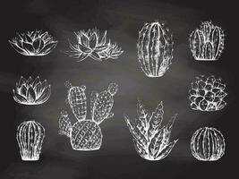 Vector set of hand drawn sketch of  cacti and succulent plants. White elements isolated on white chalkboard. Vintage illustration.  Elements for the design of labels, packaging and postcards.