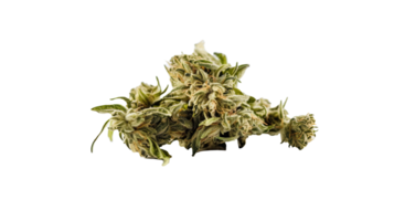 Dried Marijuana or Cannabis Buds on Transparent Background. Therapeutic and Medicinal Weed, . png