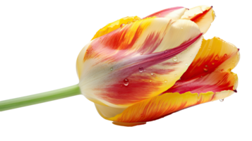 Stunning Image, Water Droplets of Fresh Tulip Flower on Transparent Background. Technology. png