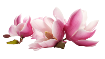 Beautiful Image of Pink Fresh Magnolia Flowers on Transparent Background, . png