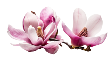 Beautiful Image of Pink Fresh Magnolia Flowers on Transparent Background, . png