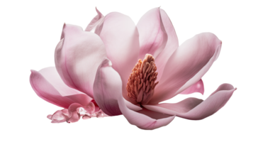 Beautiful Image of Pink Fresh Magnolia Flower on Transparent Background, . png