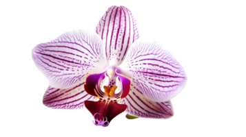 Bild von schön Orchidee Blume im Weiß und lila Farbe, png. generativ ai. png