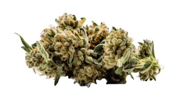 Dried Marijuana or Cannabis Buds on Transparent Background. Therapeutic and Medicinal Weed, . png