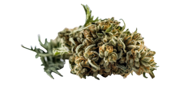 Dried Marijuana or Cannabis Buds on Transparent Background. Therapeutic and Medicinal Weed, . png