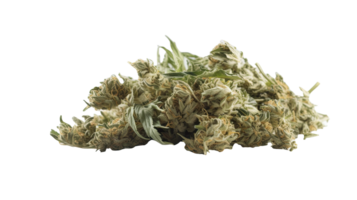 Dried Marijuana or Cannabis Buds on Transparent Background. Therapeutic and Medicinal Weed, . png