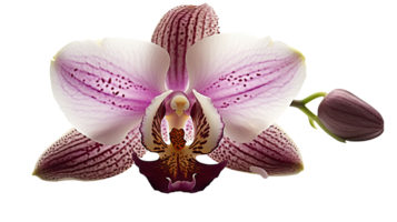 imagem do lindo orquídea flor em transparente fundo. generativo ai. png