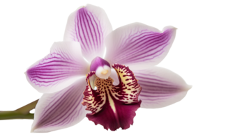 Immagine di bellissimo orchidea fiore su trasparente sfondo. generativo ai. png