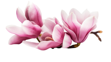 Beautiful Image of Pink Fresh Magnolia Flowers on Transparent Background, . png