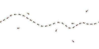 marrón trabajador hormigas sendero línea plano estilo diseño vector ilustración aislado en blanco antecedentes.