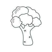 Vector illustration of broccoli in doodle style