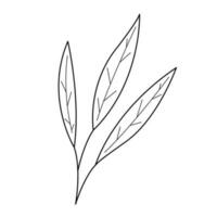 Palm branch with three leaves in doodle style. Black and white vector illustration.