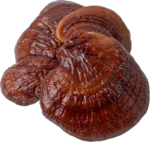 reishi mushroom cut out on transparent background. png