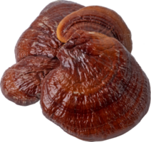 Reishi Pilz Schnitt aus auf transparent Hintergrund. png