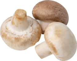 cremini mushroom cut out on transparent background. png