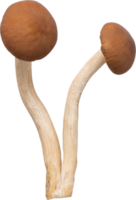 enoki mushroom cut out on transparent background. png