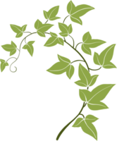 ivy vine illustration png