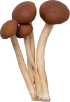 Enoki Pilz Schnitt aus auf transparent Hintergrund. png