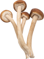 Enoki Pilz Schnitt aus auf transparent Hintergrund. png