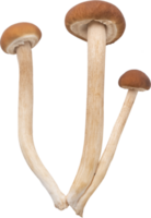 enoki mushroom cut out on transparent background. png