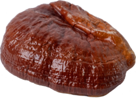 reishi mushroom cut out on transparent background. png