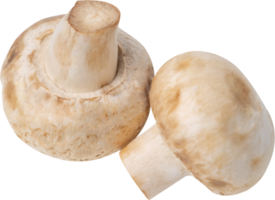 cremini mushroom cut out on transparent background. png