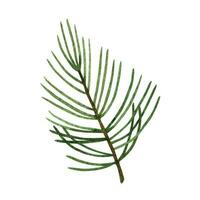 Green forest pine tree branch watercolor clipart. Illustration of summer greenery. vector