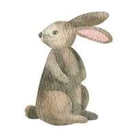 mano dibujado acuarela conejo, liebre. realista bosque animal vector