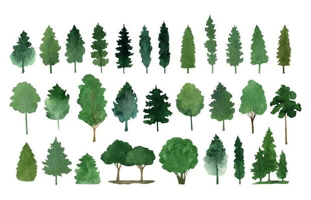 Hand drawn watercolor fir tree forest clipart collection
