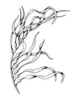 vector anémona flor. mano dibujado floral ilustración en blanco aislado antecedentes en contorno estilo. negro botánico dibujo pintado por negro tintas lineal bosquejo para Boda invitaciones o tarjetas