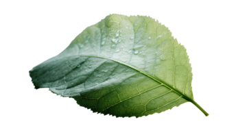 Macro Image, Water Droplets of Green Leaf on Transparent Background. . png