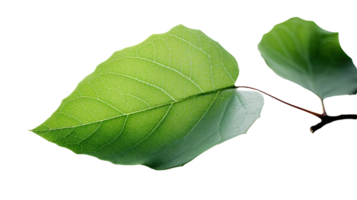 Macro Image of Green Leaves Stem on Transparent Background. . png