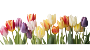 Colorful Fresh Spring Tulip Flowers on Transparent Background, Floral Photography. Generative AI Technology. png