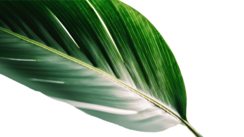närbild makro bild av banan blad på transparent bakgrund. generativ ai. png