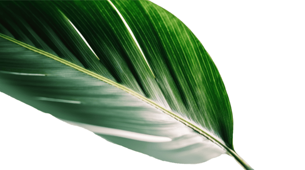 de cerca macro imagen de plátano hoja en transparente antecedentes. generativo ai. png