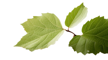 Macro Image of Green Leaves Stem on Transparent Background. . png